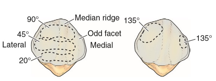 Bony architecture of knee joint- tibia, patella