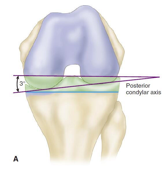 Biomechanics of the knee joint